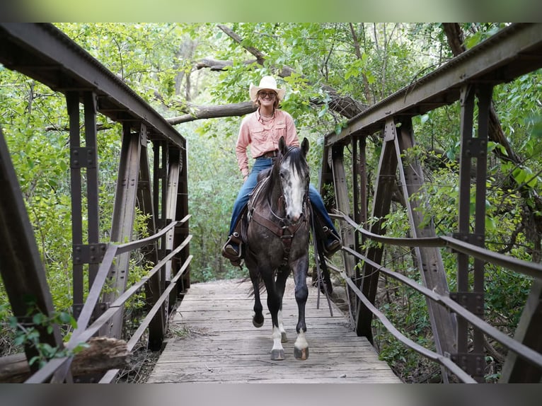 American Quarter Horse Gelding 3 years Grey in Brandon