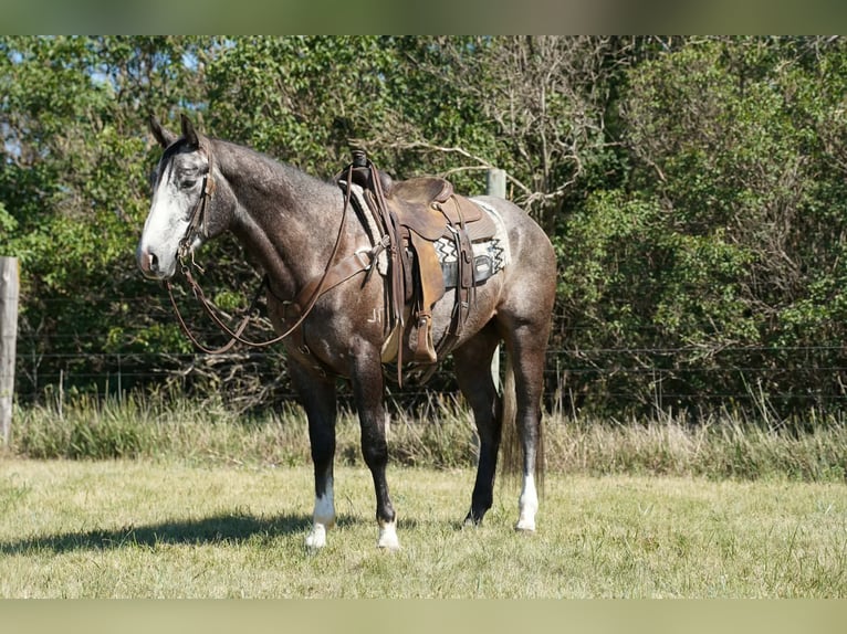 American Quarter Horse Gelding 3 years Grey in Brandon