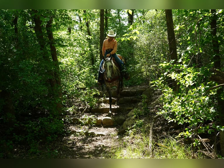 American Quarter Horse Gelding 3 years Grey in Brandon