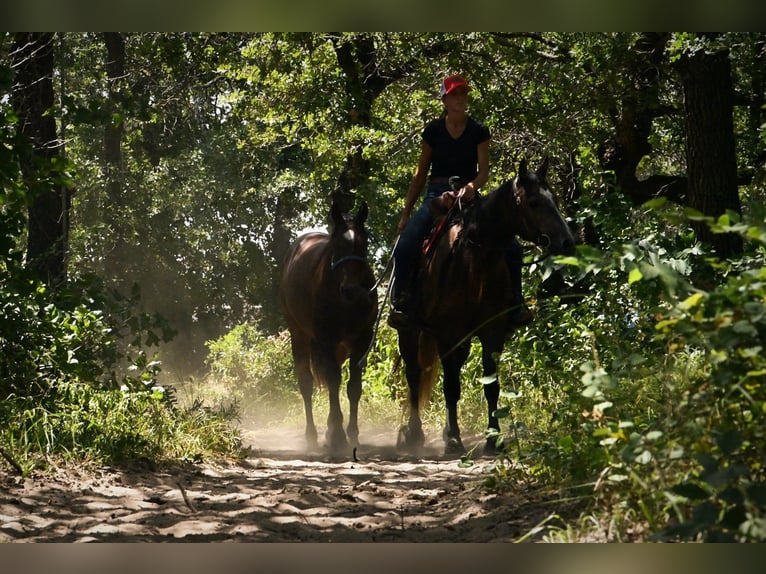 American Quarter Horse Gelding 3 years Grey in Stephenville