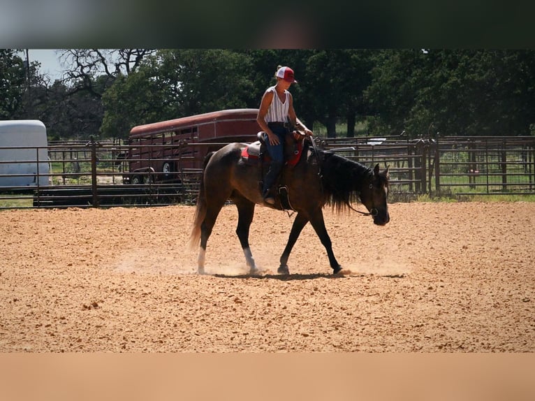 American Quarter Horse Gelding 3 years Grey in Stephenville