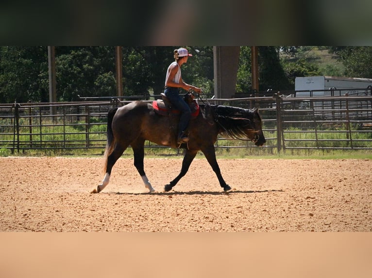 American Quarter Horse Gelding 3 years Grey in Stephenville