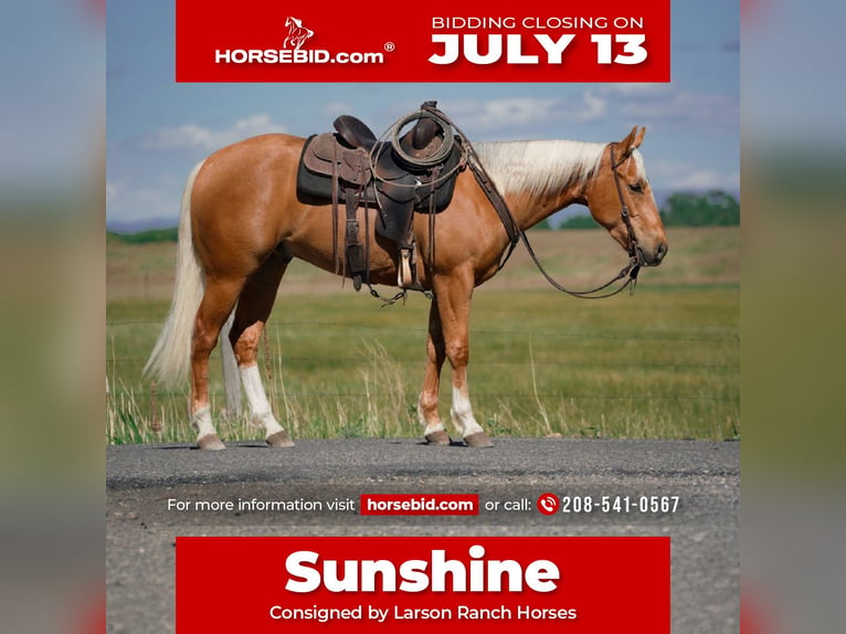 American Quarter Horse Gelding 3 years Palomino in Saint Anthony