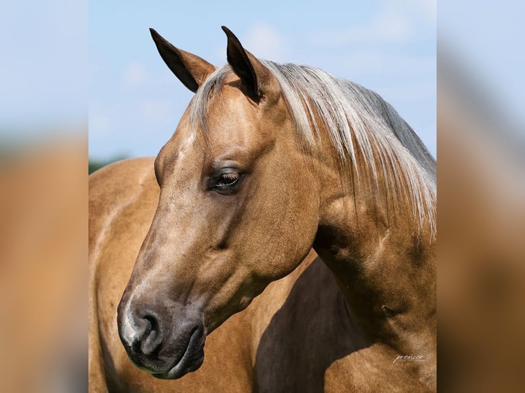 American Quarter Horse Gelding 3 years Palomino in Buffalo