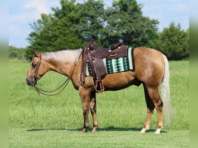American Quarter Horse Gelding 3 years Palomino in Buffalo