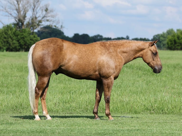 American Quarter Horse Gelding 3 years Palomino in Buffalo