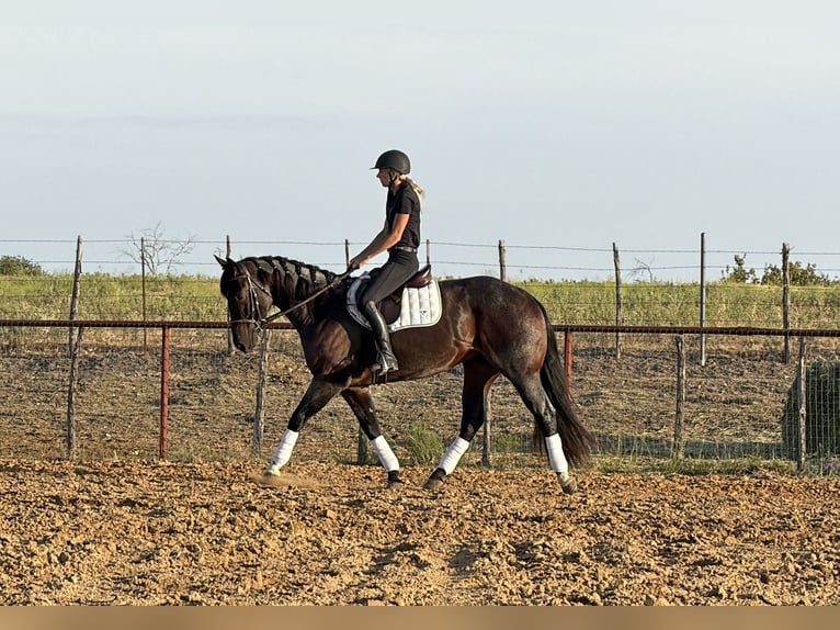 American Quarter Horse Gelding 3 years Roan-Bay in Weatherford