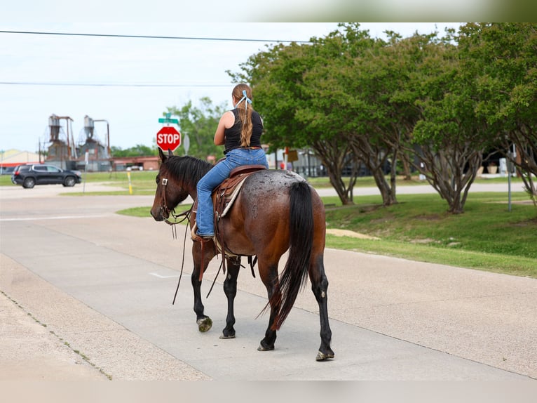 American Quarter Horse Gelding 3 years Roan-Bay in Forney
