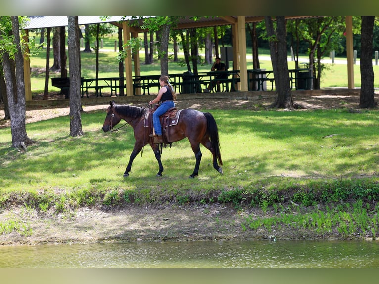 American Quarter Horse Gelding 3 years Roan-Bay in Forney