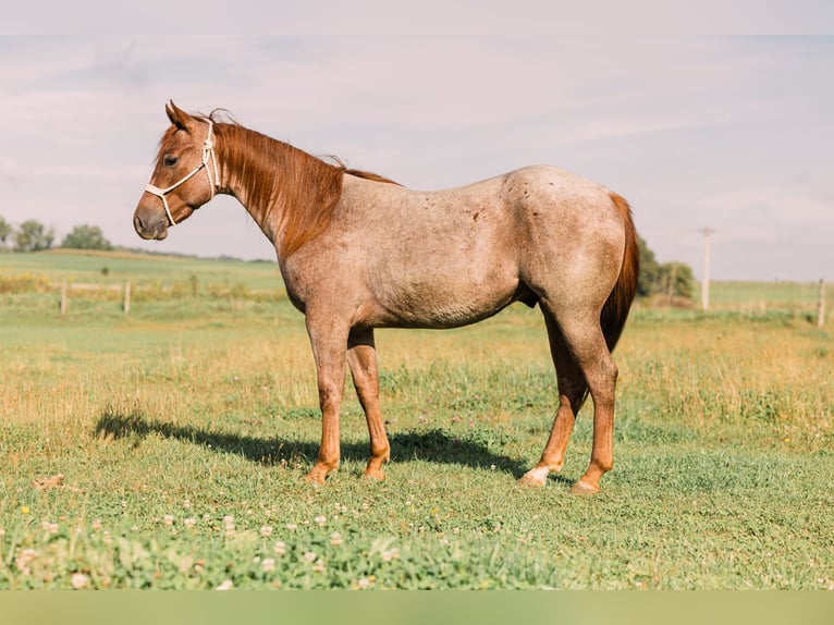 American Quarter Horse Gelding 3 years Roan-Red in Decorah