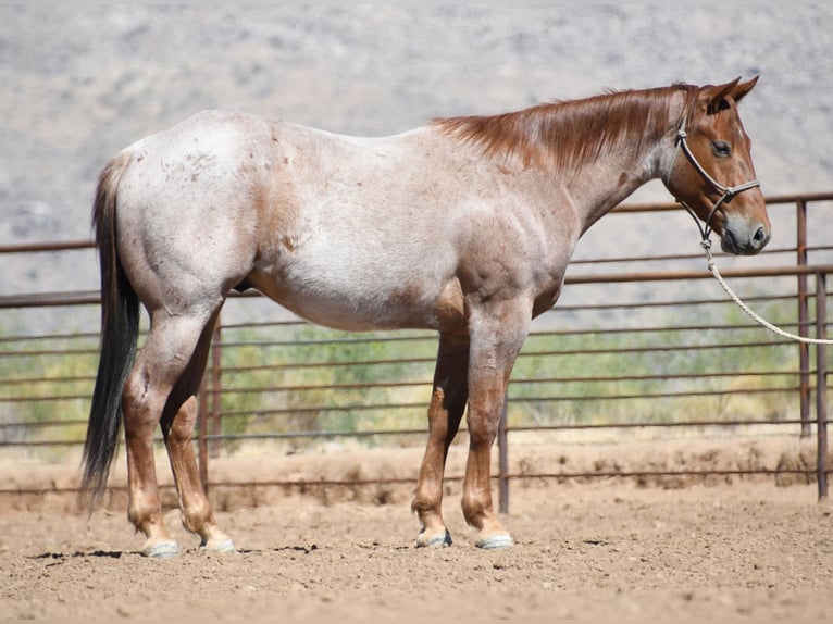 American Quarter Horse Gelding 3 years Roan-Red in Congress