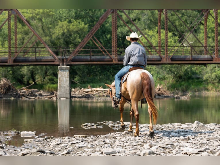 American Quarter Horse Gelding 3 years Roan-Red in Decorah
