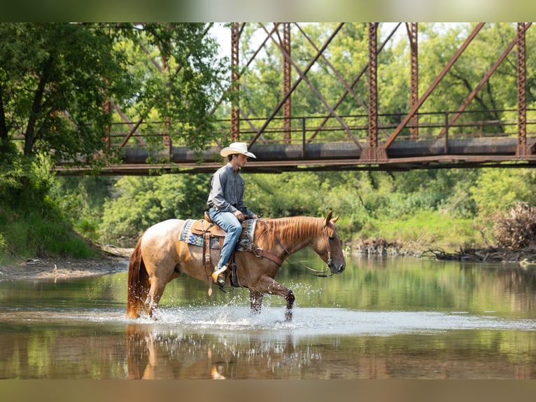 American Quarter Horse Gelding 3 years Roan-Red in Decorah