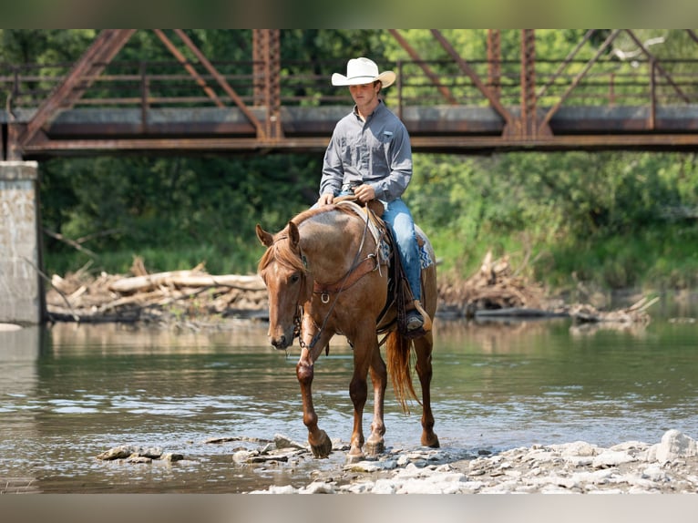 American Quarter Horse Gelding 3 years Roan-Red in Decorah
