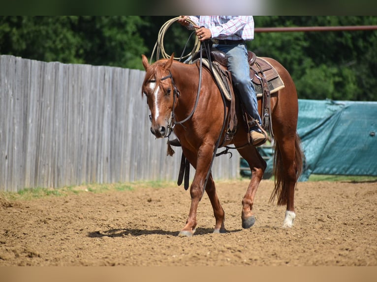 American Quarter Horse Gelding 3 years Sorrel in Grandview