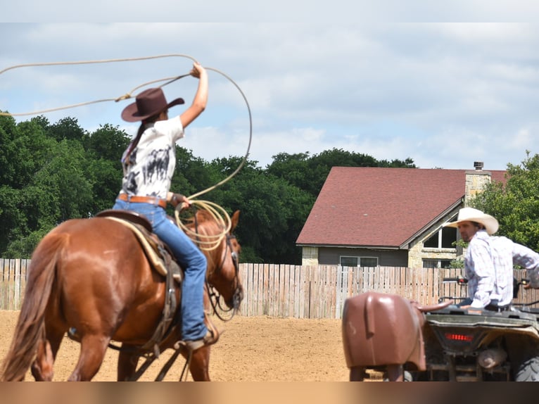 American Quarter Horse Gelding 3 years Sorrel in Grandview