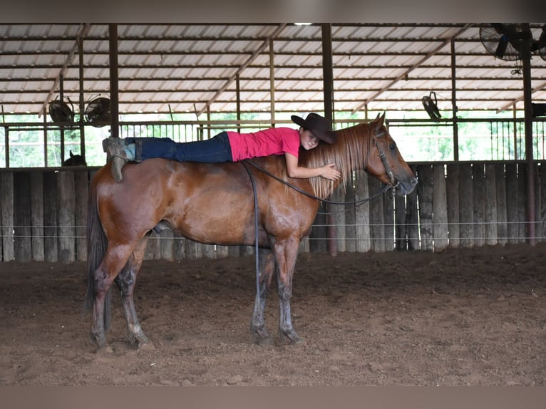 American Quarter Horse Gelding 3 years Sorrel in Grandview