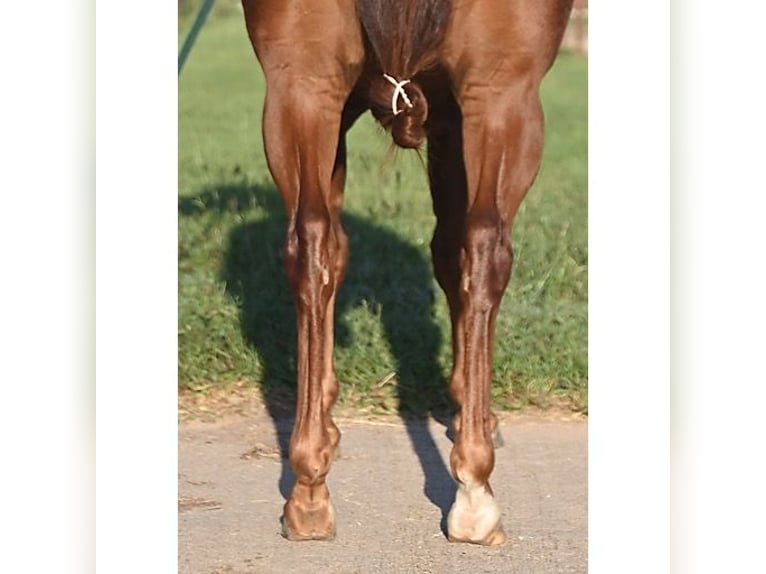 American Quarter Horse Gelding 4 years 13,3 hh Chestnut in Athens TX
