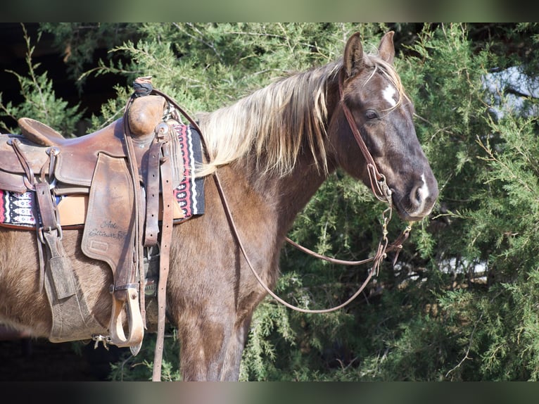 American Quarter Horse Gelding 4 years 13.3 hh Palomino in Sulphur Springs
