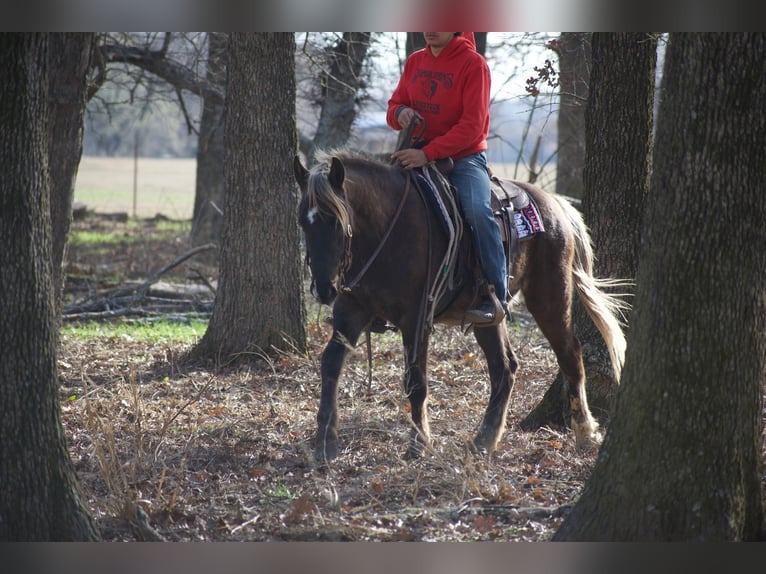 American Quarter Horse Gelding 4 years 13.3 hh Palomino in Sulphur Springs