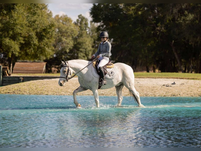 American Quarter Horse Mix Gelding 4 years 13,2 hh Pinto in Ocala