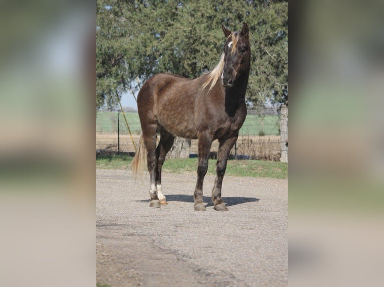 American Quarter Horse Gelding 4 years 13,3 hh Palomino in Sulphur Springs