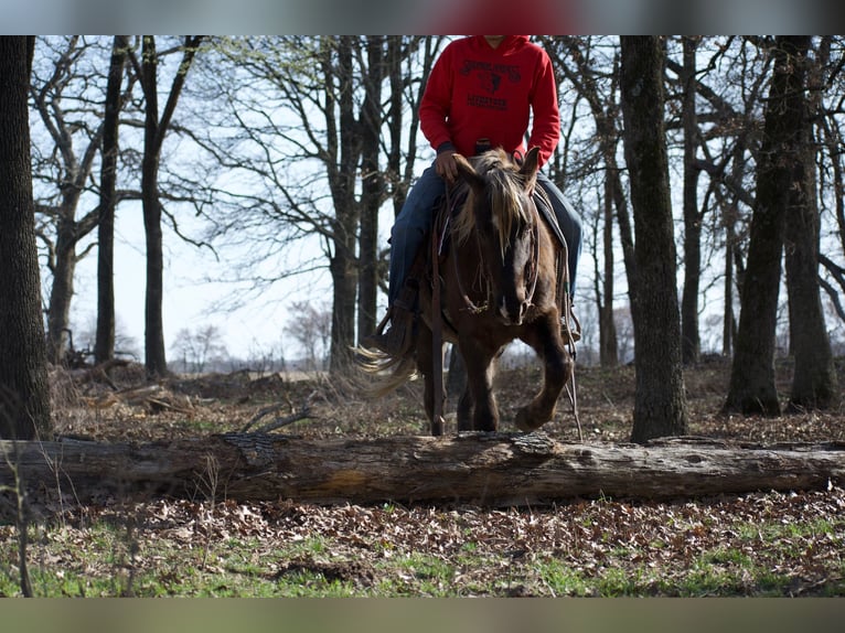 American Quarter Horse Gelding 4 years 13,3 hh Palomino in Sulphur Springs