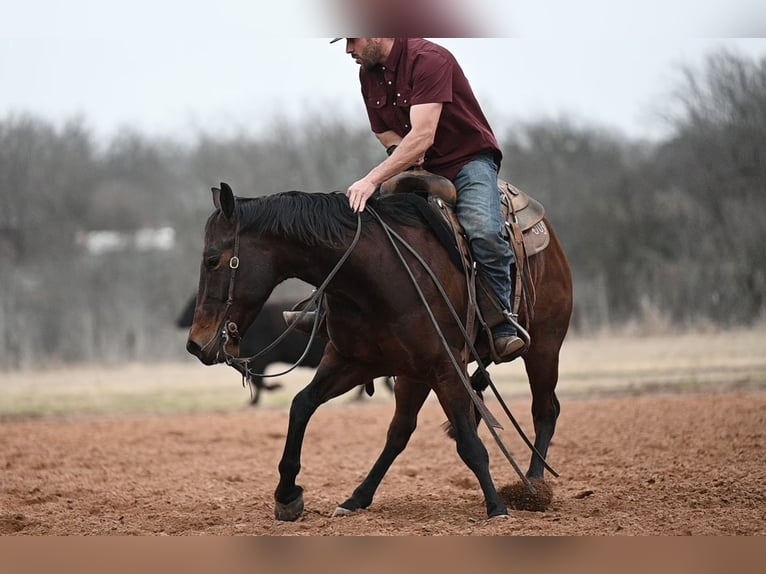 American Quarter Horse Gelding 4 years 14.1 hh Bay in Waco