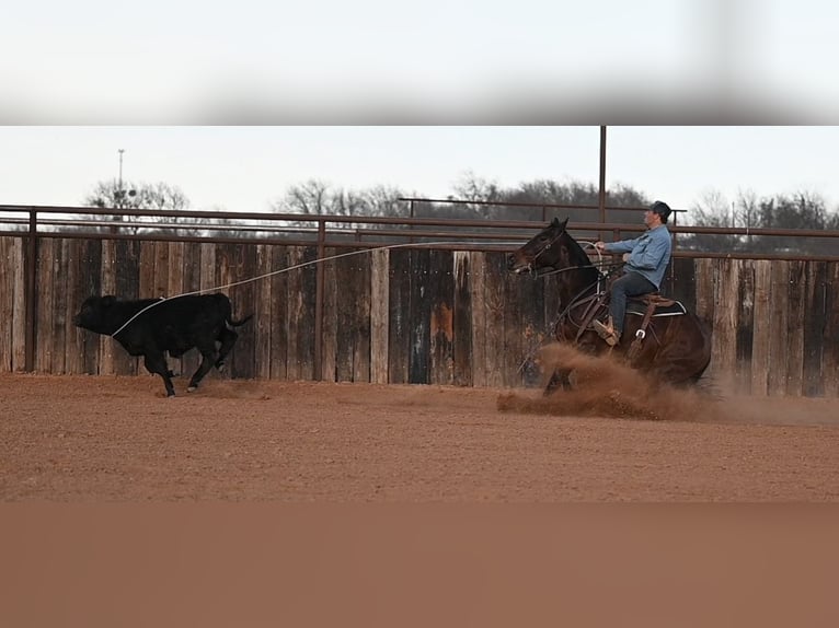 American Quarter Horse Gelding 4 years 14.1 hh Bay in Waco