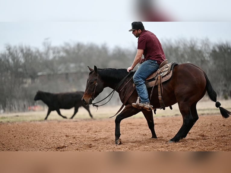 American Quarter Horse Gelding 4 years 14.1 hh Bay in Waco