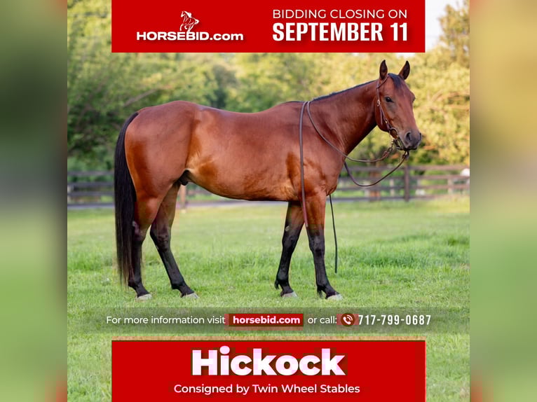 American Quarter Horse Gelding 4 years 14,1 hh Bay in New Holland, PA