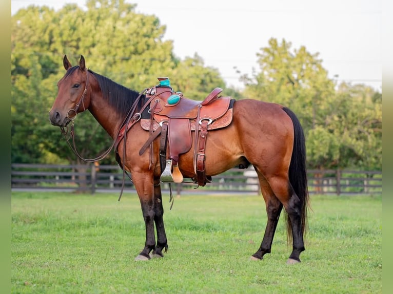 American Quarter Horse Gelding 4 years 14,1 hh Bay in New Holland, PA