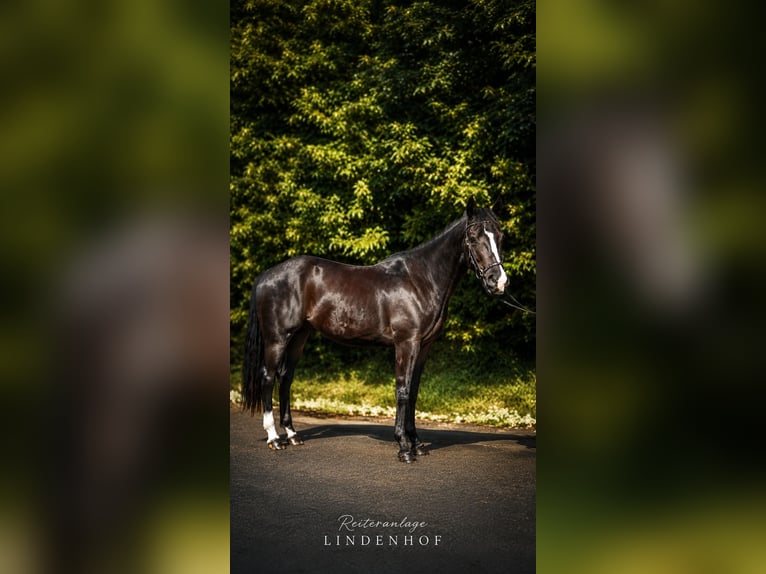 American Quarter Horse Gelding 4 years 14.1 hh Black in Nettersheim