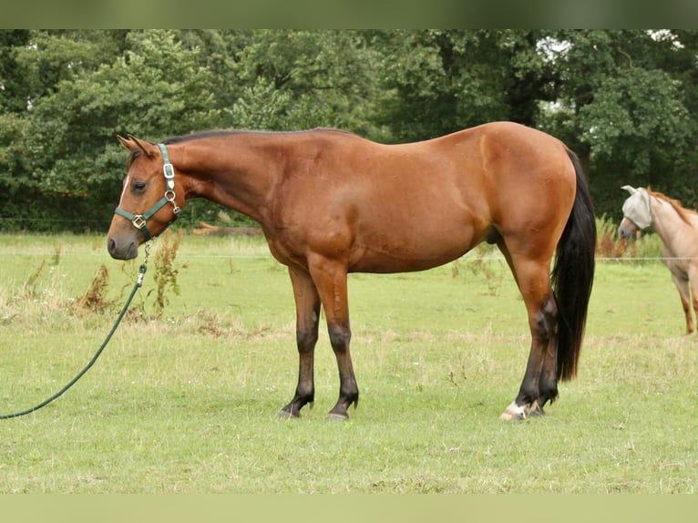 American Quarter Horse Gelding 4 years 14,1 hh Brown in Axstedt