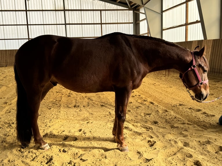 American Quarter Horse Gelding 4 years 14.1 hh Chestnut in Höchstberg