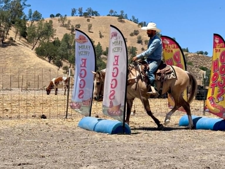 American Quarter Horse Gelding 4 years 14.1 hh Dun in King City
