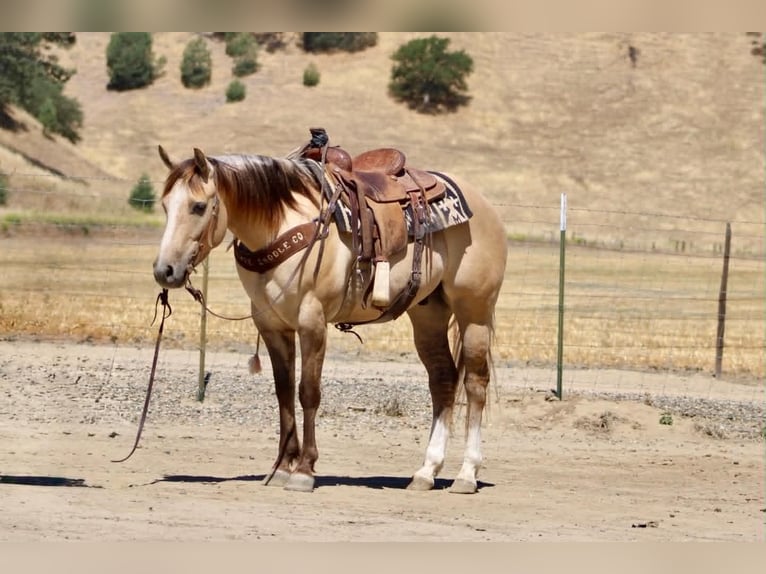American Quarter Horse Gelding 4 years 14.1 hh Dun in King City