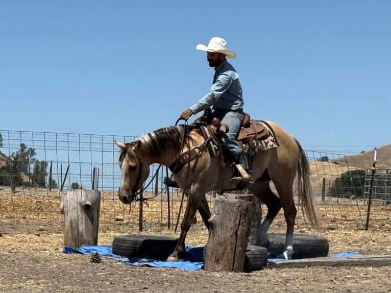 American Quarter Horse Gelding 4 years 14.1 hh Dun in King City