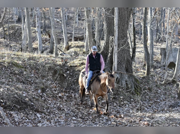 American Quarter Horse Gelding 4 years 14,1 hh Dun in Sweet Springs MO