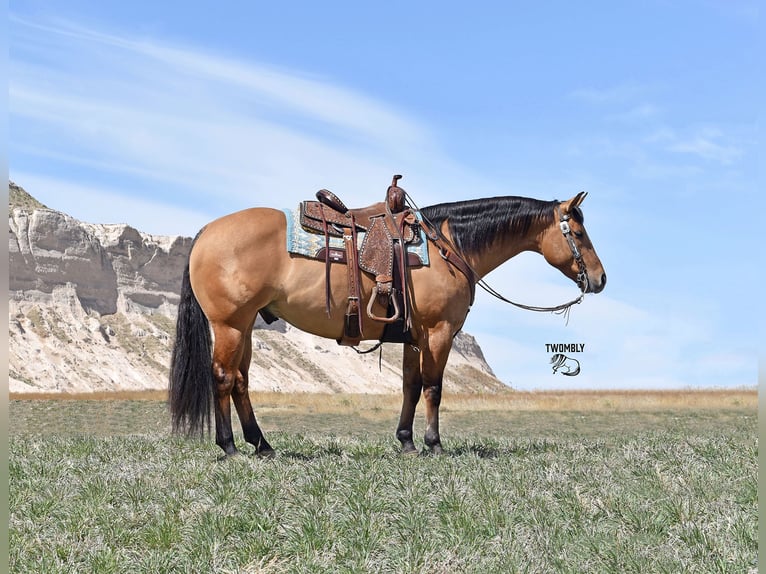 American Quarter Horse Gelding 4 years 14,1 hh Dun in Bayard, Nebraska