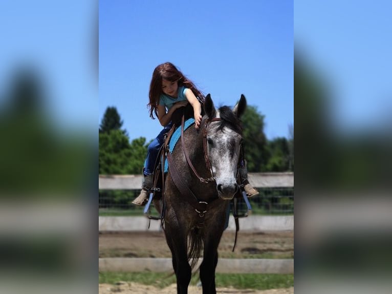 American Quarter Horse Gelding 4 years 14,1 hh Gray in Howell MI