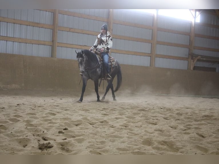 American Quarter Horse Gelding 4 years 14,1 hh Gray in Howell MI