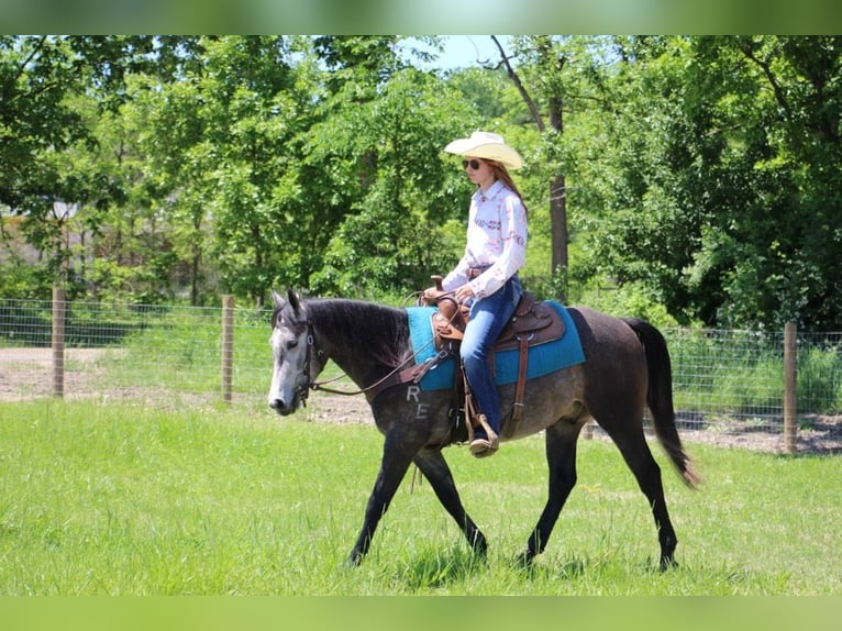 American Quarter Horse Gelding 4 years 14,1 hh Gray in Howell MI