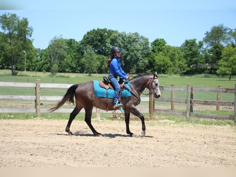 American Quarter Horse Gelding 4 years 14,1 hh Gray in Howell MI