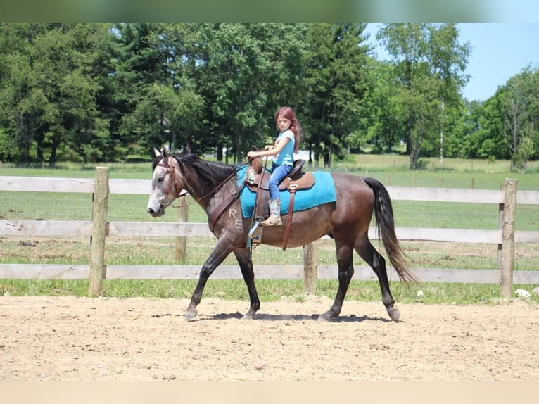 American Quarter Horse Gelding 4 years 14,1 hh Grey in Howell MI