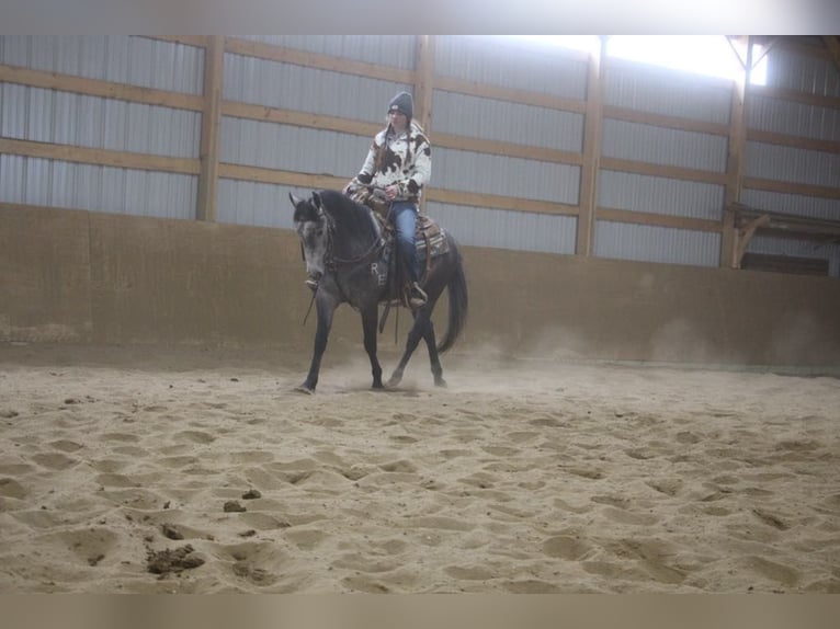 American Quarter Horse Gelding 4 years 14,1 hh Grey in Howell MI
