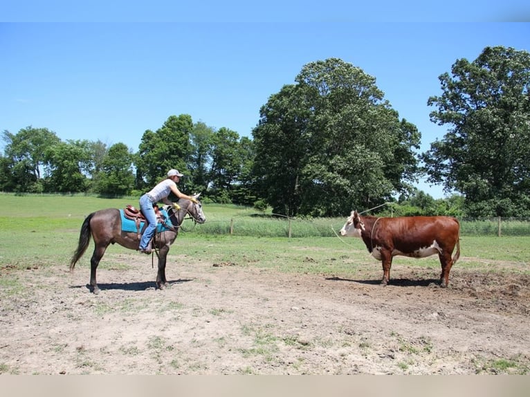 American Quarter Horse Gelding 4 years 14,1 hh Grey in Howell MI
