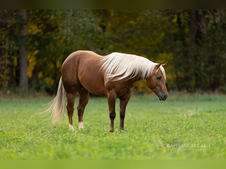 American Quarter Horse Gelding 4 years 14,1 hh Palomino in Lewistown