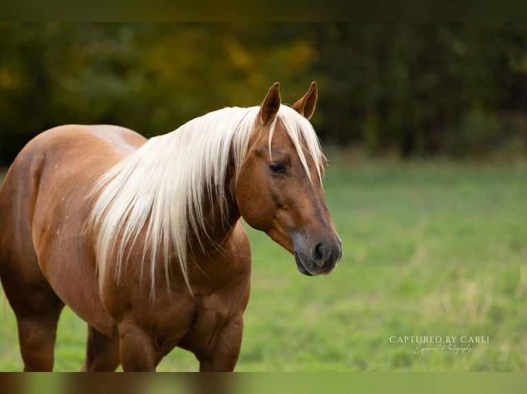 American Quarter Horse Gelding 4 years 14,1 hh Palomino in Lewistown