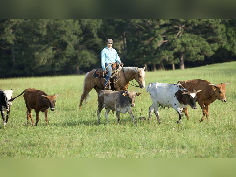 American Quarter Horse Gelding 4 years 14,1 hh Palomino in Lufkin